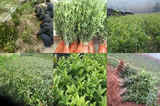 跟桂花差不多的花1688861463731
