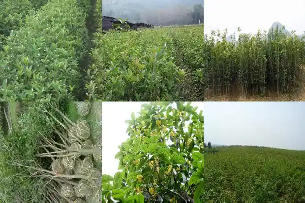 桂花什么枝条开花1682817580336