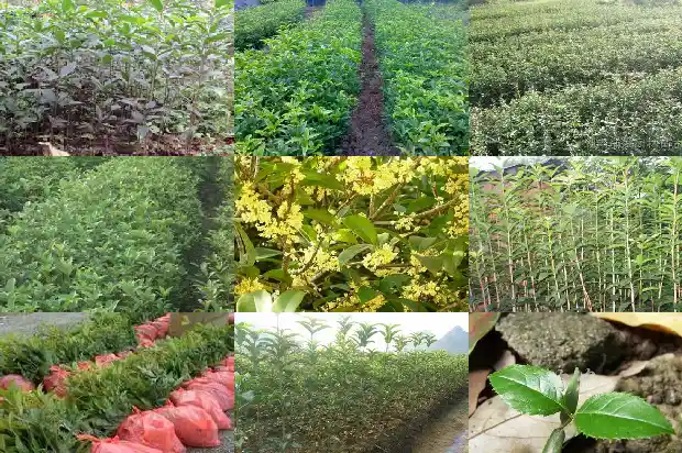 桂花树双杆好还是单杆好呢1682817608005