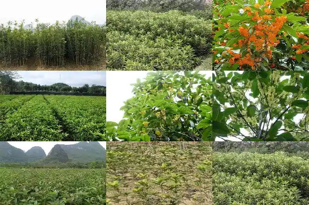 桂花树双杆好还是单杆好呢1682817608052
