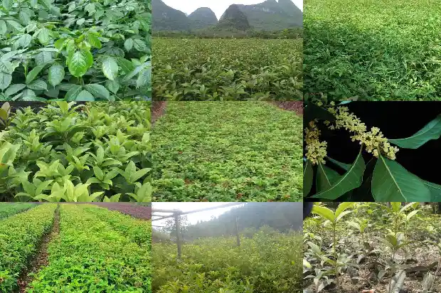 桂花树是嫁接的好还是原生的好1682817635362