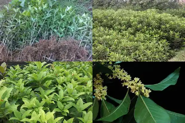 独杆桂花树苗由于拆迁便宜卖1682817694373