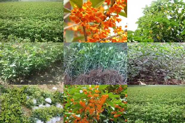 独杆桂花树苗由于拆迁便宜卖1682817694516
