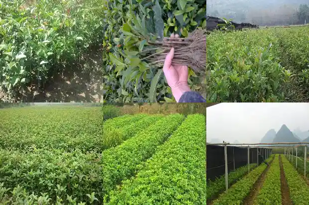 孕妇能喝桂花茶水吗1689381555035