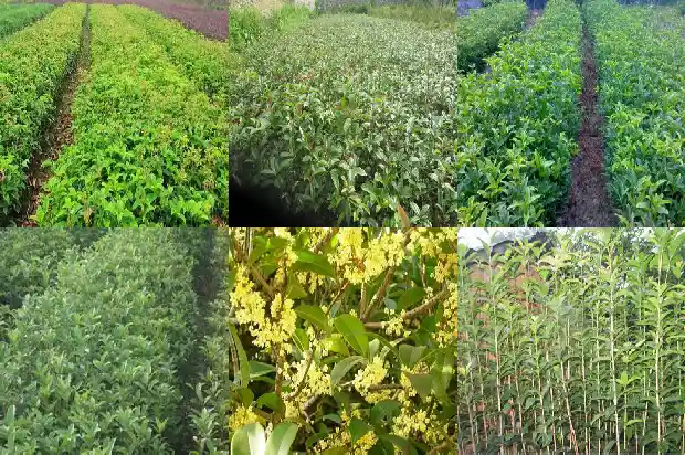 桂花树独杆和多杆区别在哪里1682817761816