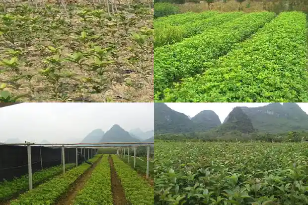 桂花鸡头米是哪里的小吃1690676036004