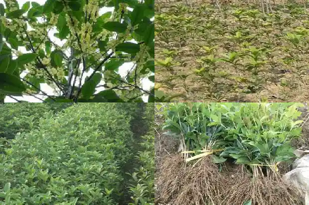 桂花属于乔木吗1682817801995