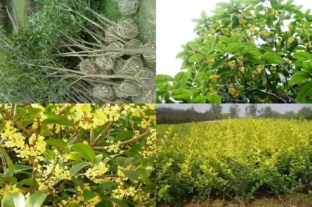 桂花树属乔木还是灌木类1682817824448