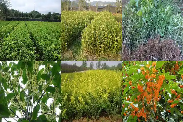 桂花小树苗价格多少钱一棵1689985600884