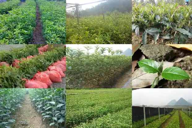 桂花树好养活吗怎么养1690591245059