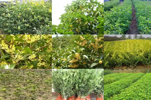 桂花属于乔木还是灌木?1682817864425