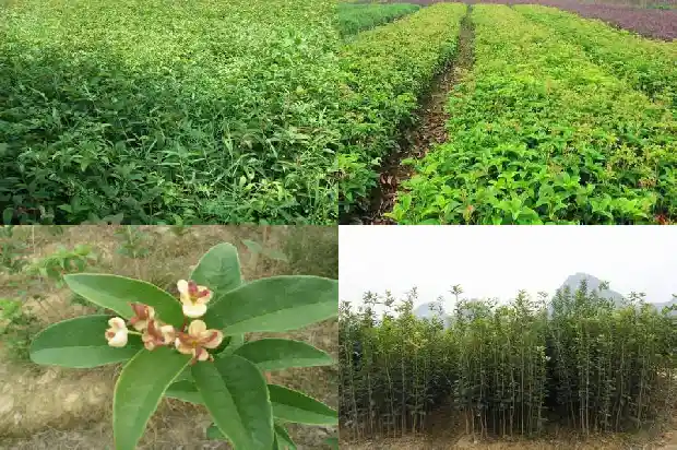 天香台阁桂花叶子图片