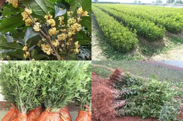 桂花是小乔木吗1682817899603