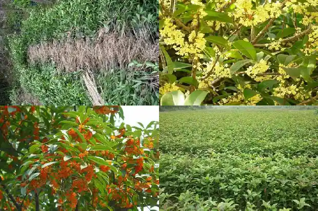 桂花是小乔木吗1682817899650