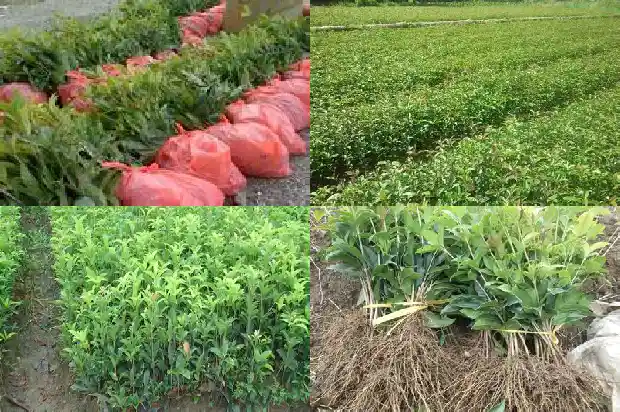 桂花是小乔木吗1682817899745