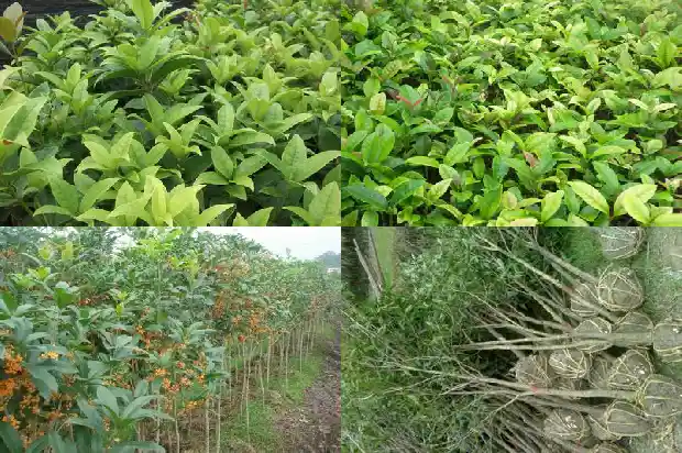 桂花树一年能扎根吗1690763914592