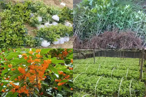 桂花算乔木吗还是灌木1682817921572