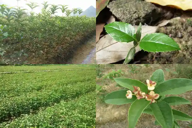桂花属于落叶乔木吗1682817943970