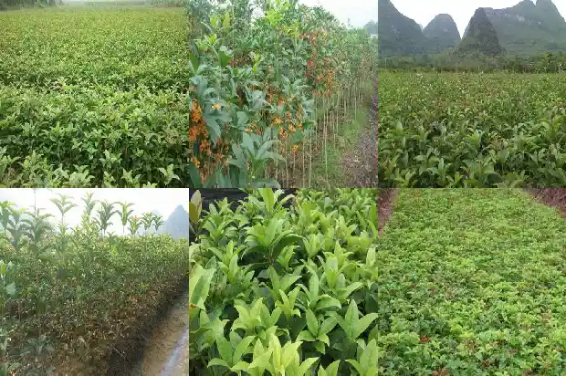 桂花属于落叶乔木吗1682817944018