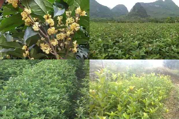 高杆桂花树价格多少钱一棵呢1690245124091