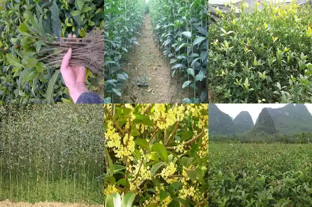 桂花乔木还是灌木好1682817963611