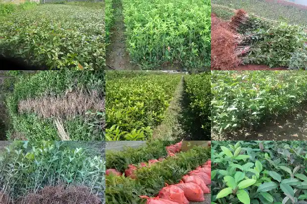 桂花树乔木还是灌木1682817978987