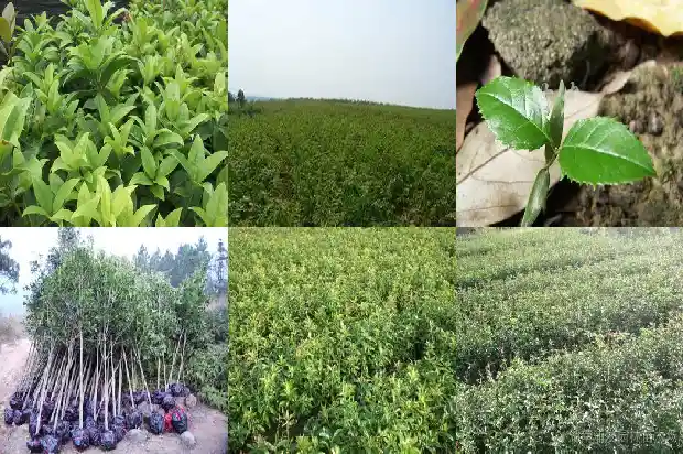 桂花树乔木还是灌木1682817979033