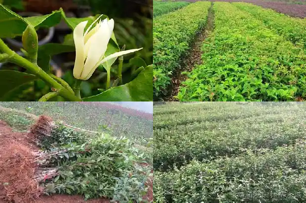 2019年桂花苗木征收价格是多少1690245660930