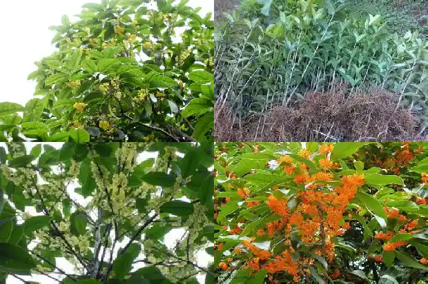 桂花剪枝怎么插活1682818001033