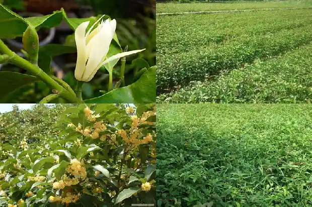 桂花剪枝怎么插活1682818001081