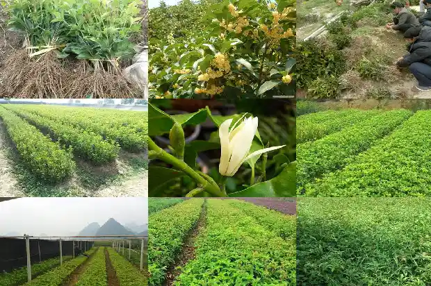 桂花跟茉莉花哪个好闻1689576746729