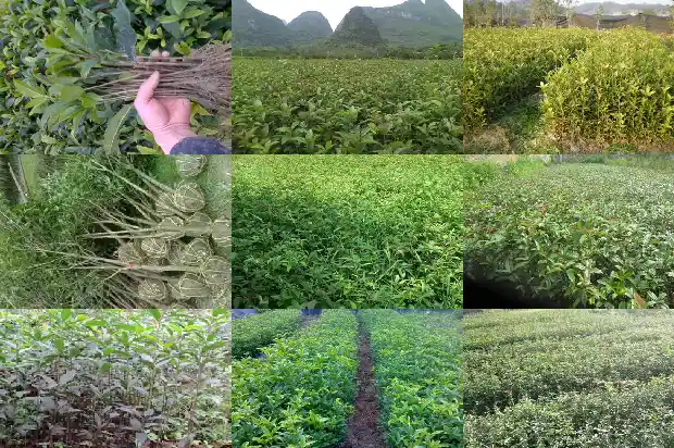 丛生桂花和桂花的区别是什么1682818042519