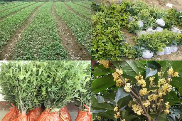 桂花是常绿灌木吗1682818064341