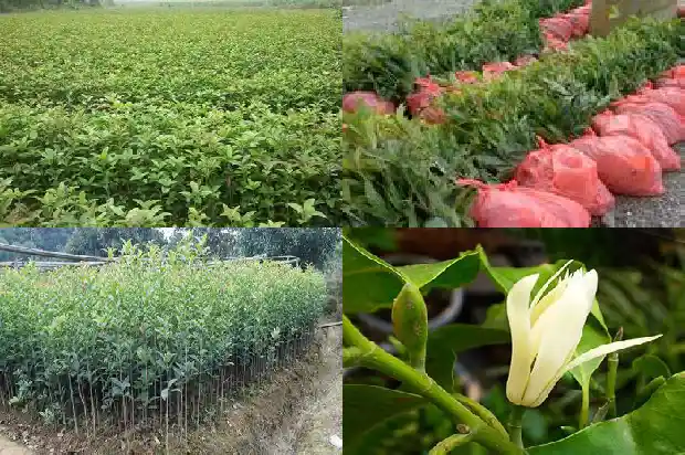桂花是不是木本植物1682818081963