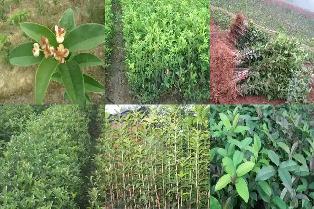 桂花是不是木本植物1682818082059