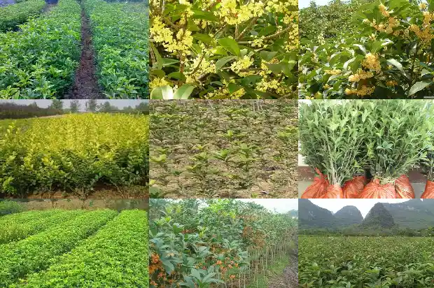 桂花红茶是什么口感1689467310367