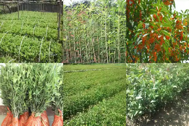 适合种桂花吗1682818101606
