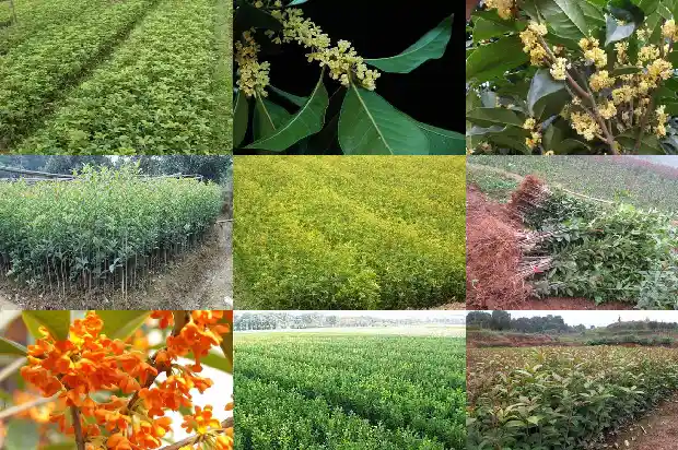 适合种桂花吗1682818101654