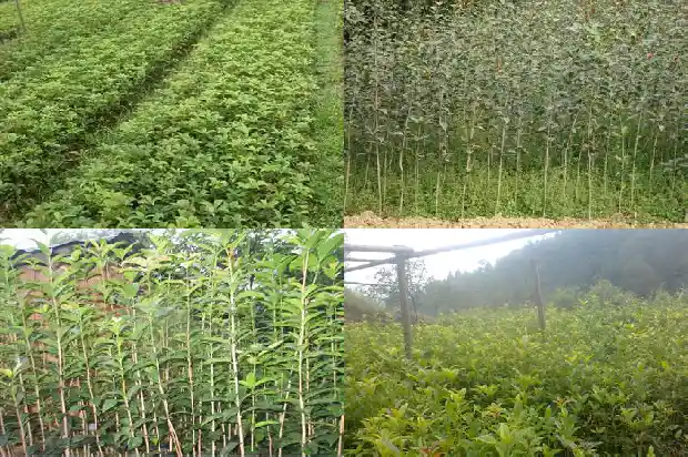 家里适不适合种桂花1682818123234
