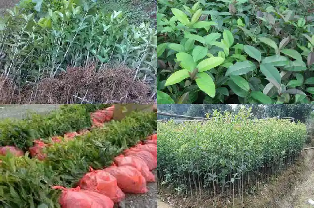 桂花什么种植最好1682818143000