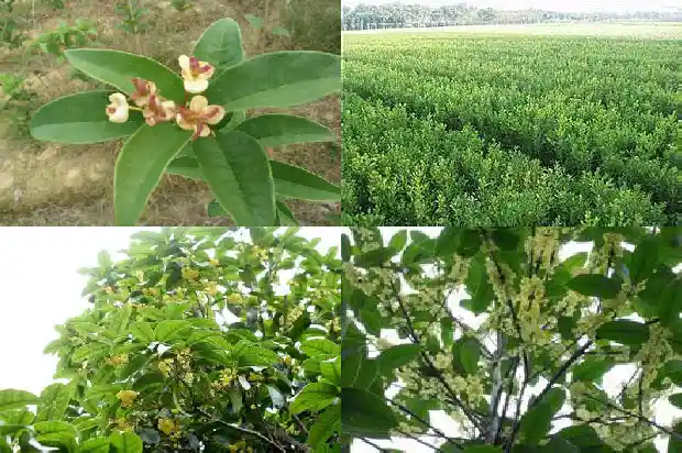 桂花和什么灌木搭配最好1682818163475