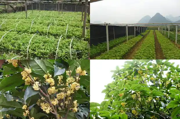 桂花和什么植物搭配1682818185832