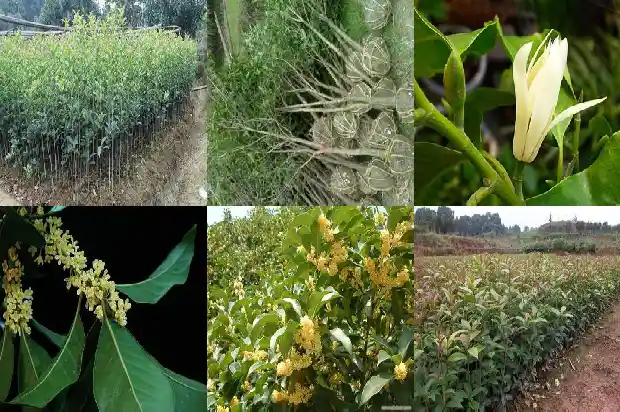 桂花和什么植物搭配1682818185880
