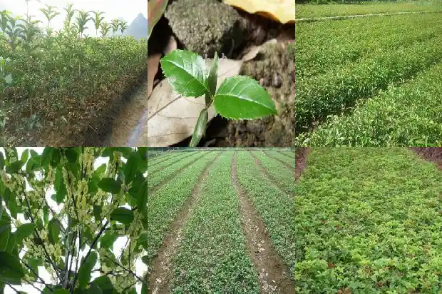 桂花和什么植物搭配1682818185975