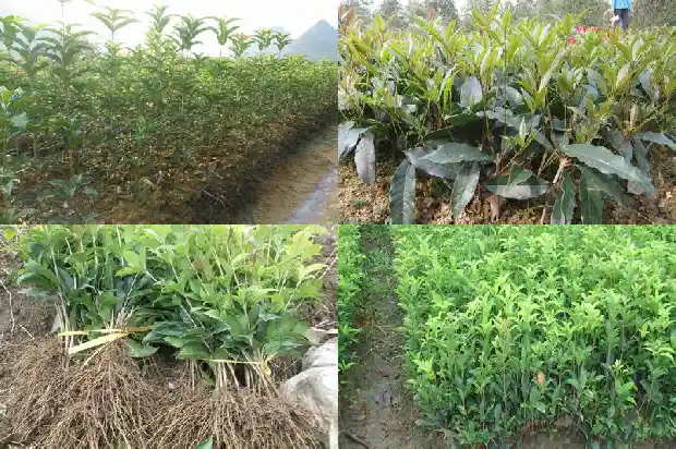 桂花树适合和哪种植物一起1682818203803