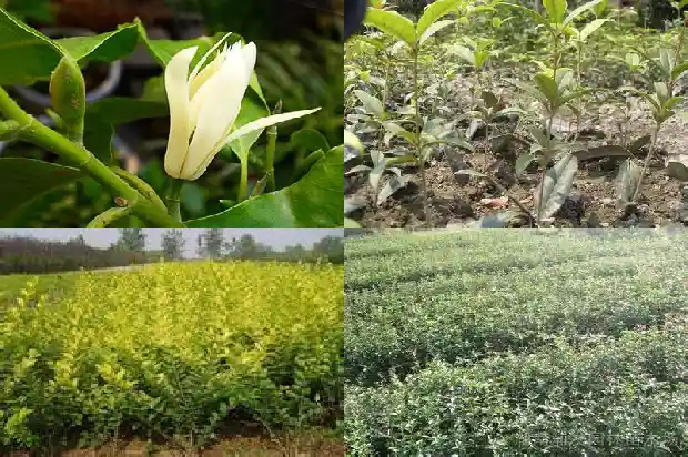 桂花树适合和哪种植物一起1682818203851