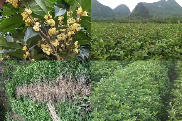 桂花丛生与单杆的差别是什么呢1682818226317
