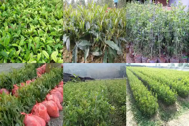 桂花树小苗多久开花1682818247920
