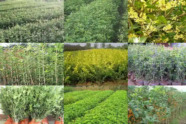 桂花树小苗多久开花1682818247968