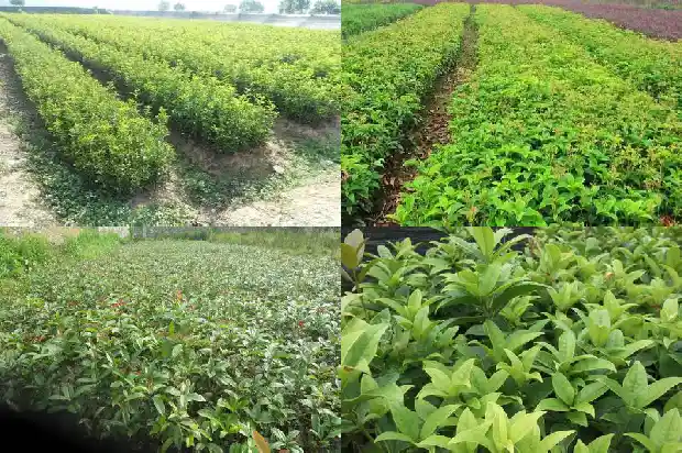 新栽的桂花树多久开花1682818270224